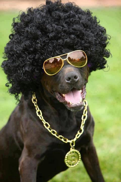 Malinga's Doggy?